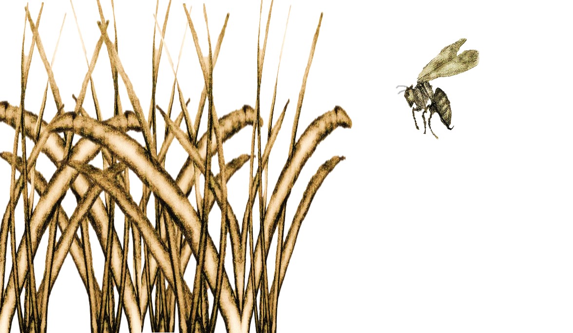 Bee-in-reeds-3