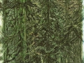 Banf-forest-4